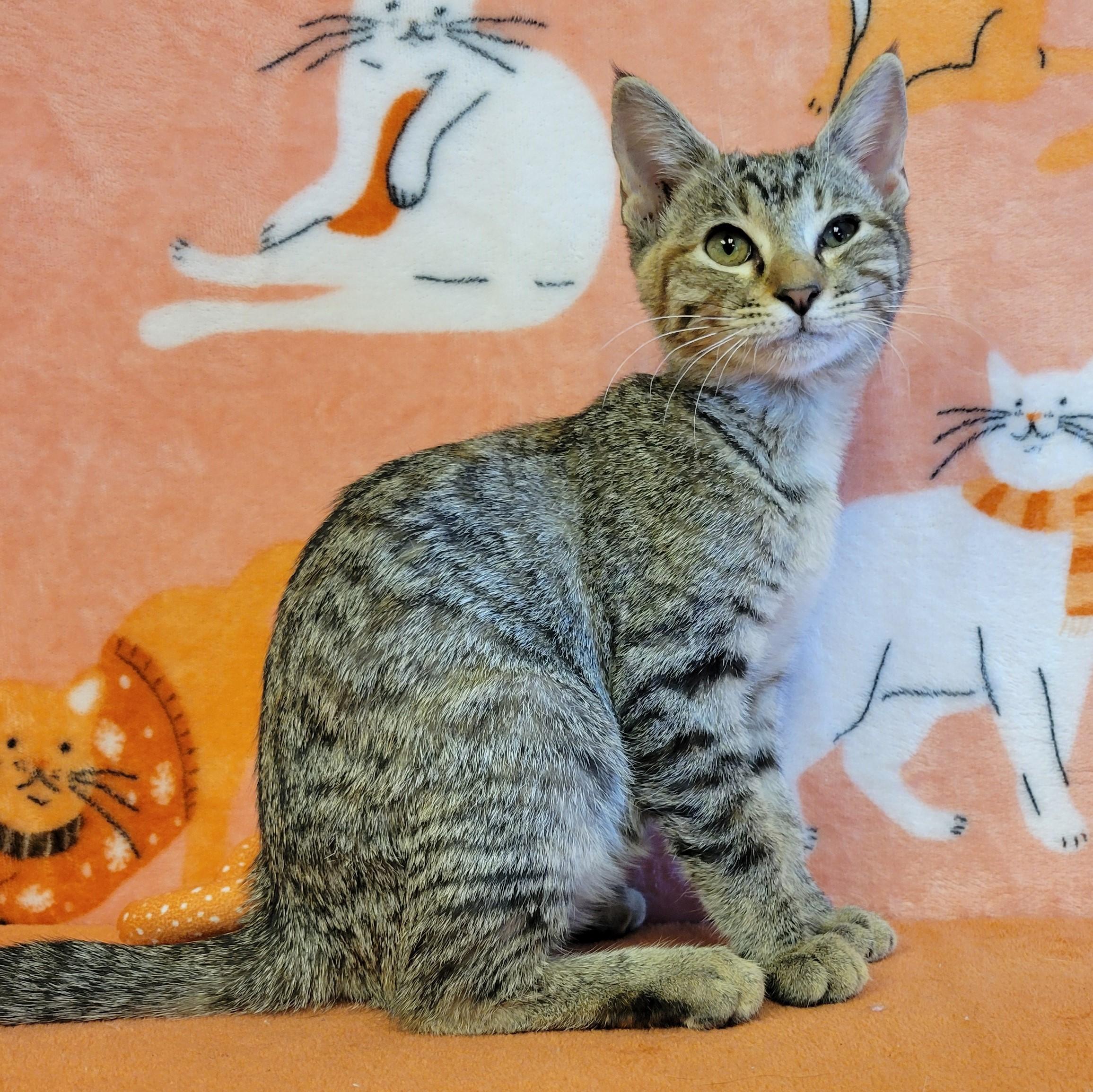 Enlarge Tabitha, a Adoptable mixed breed in ALPINE, TX image 6/6