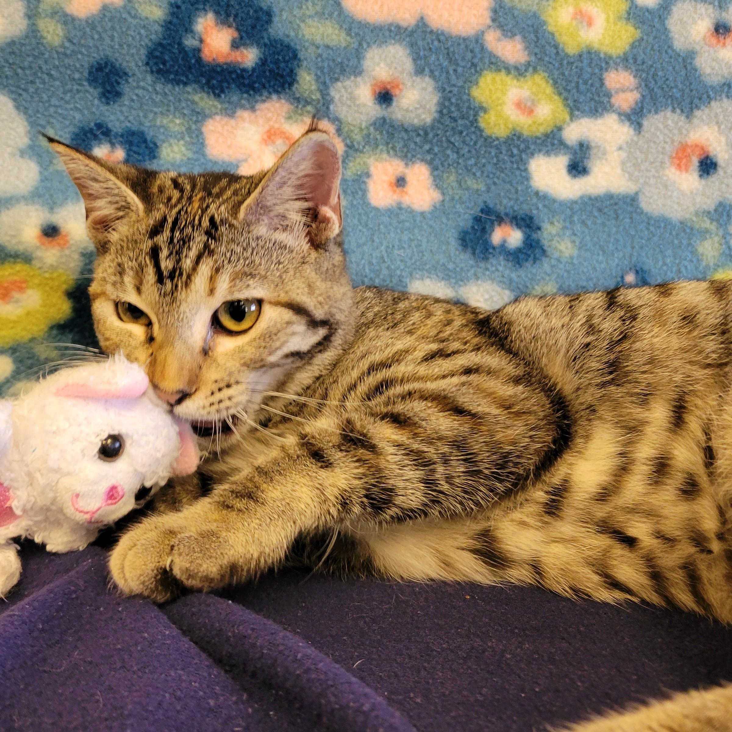 Enlarge Tabitha, a Adoptable mixed breed in ALPINE, TX image 2/6