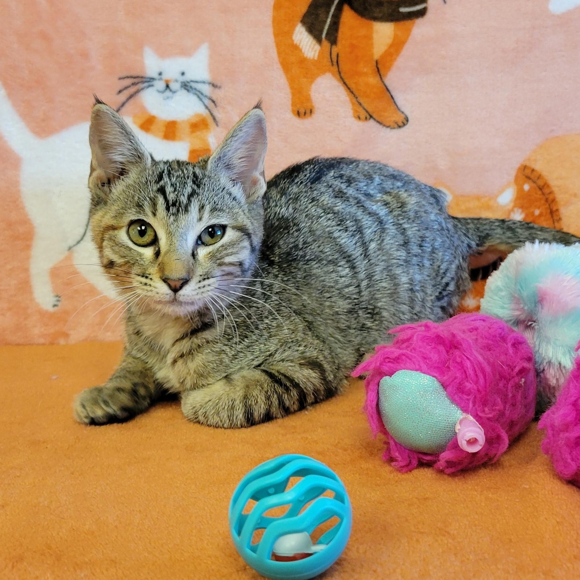 Enlarge Tabitha, a Adoptable mixed breed in ALPINE, TX image 3/6