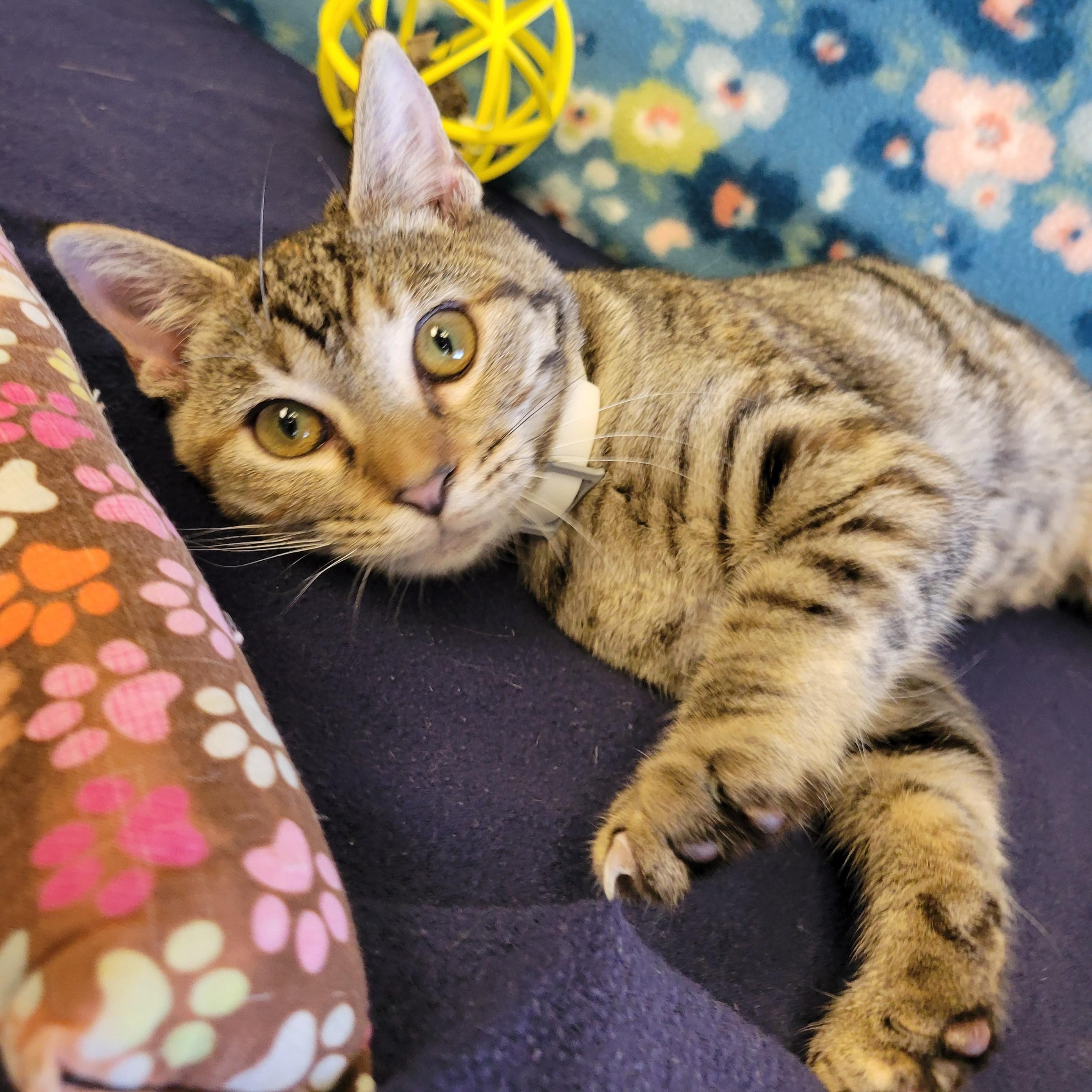 Tabitha, Adoptable, Young Female Domestic Short Hair.