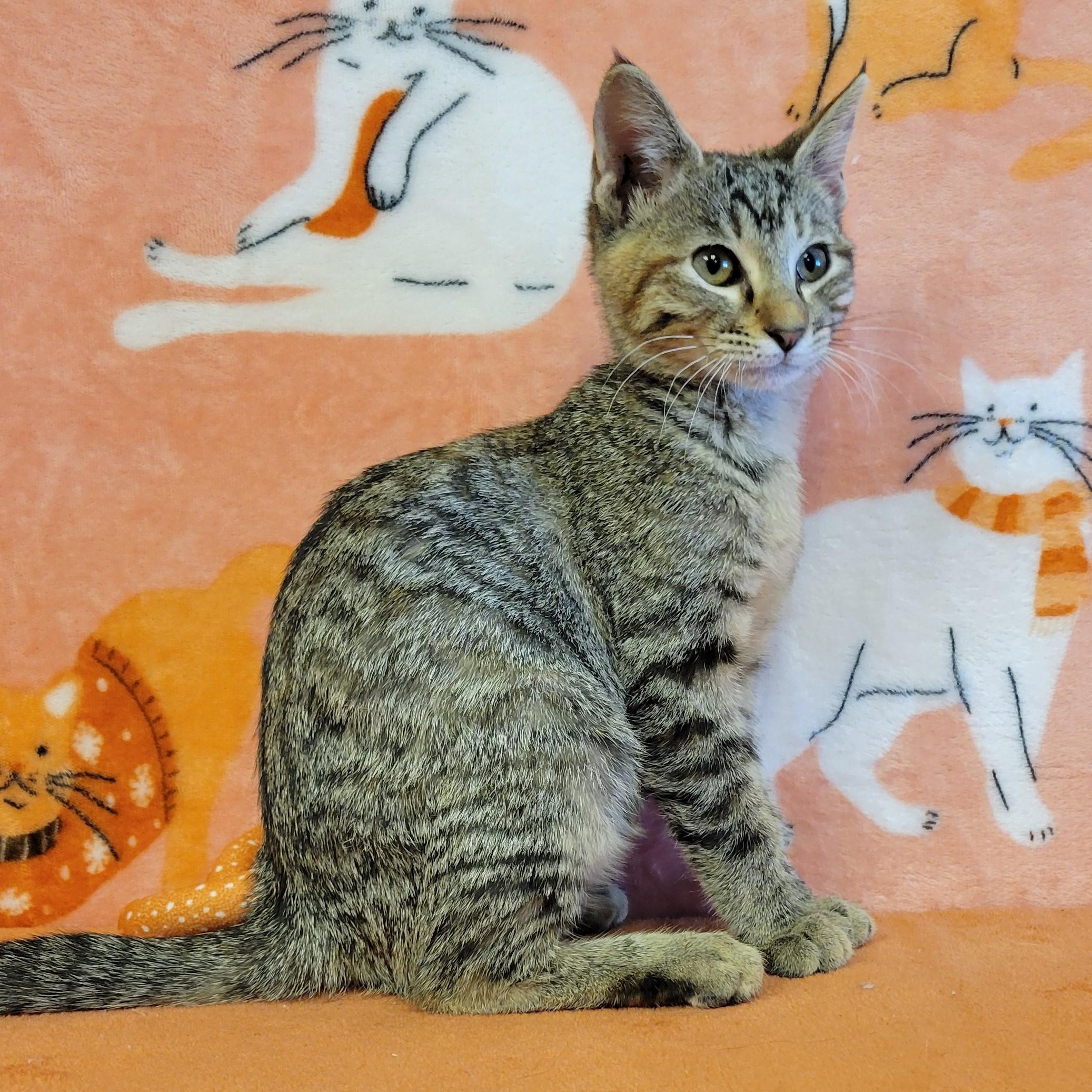 Enlarge Tabitha, a Adoptable mixed breed in ALPINE, TX image 5/6