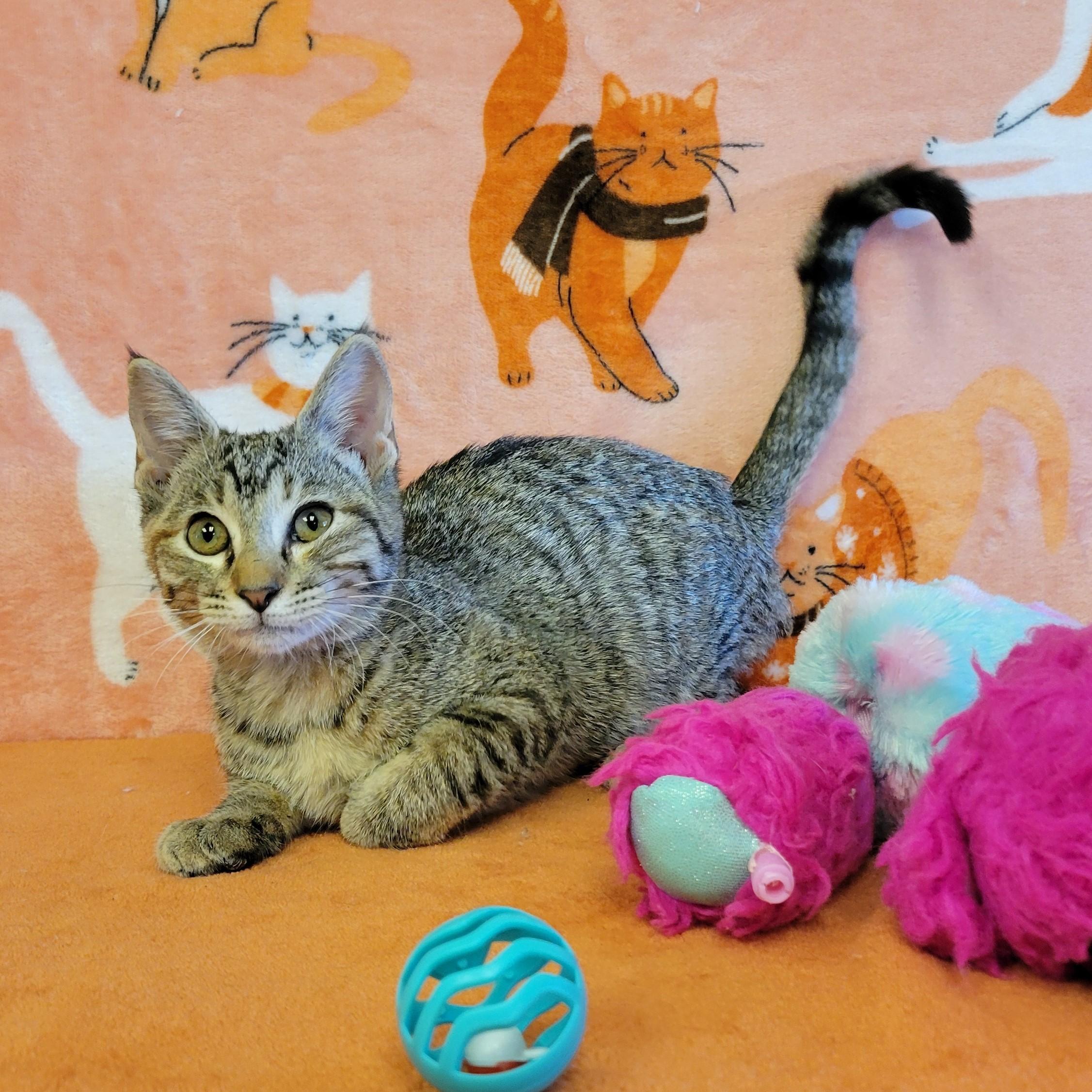 Enlarge Tabitha, a Adoptable mixed breed in ALPINE, TX image 4/6