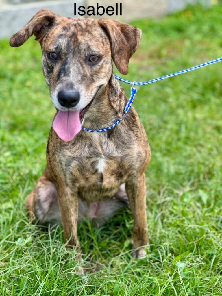Enlarge Isabell, a Adoptable Labrador Retriever in Huntsville, TX image 1/1
