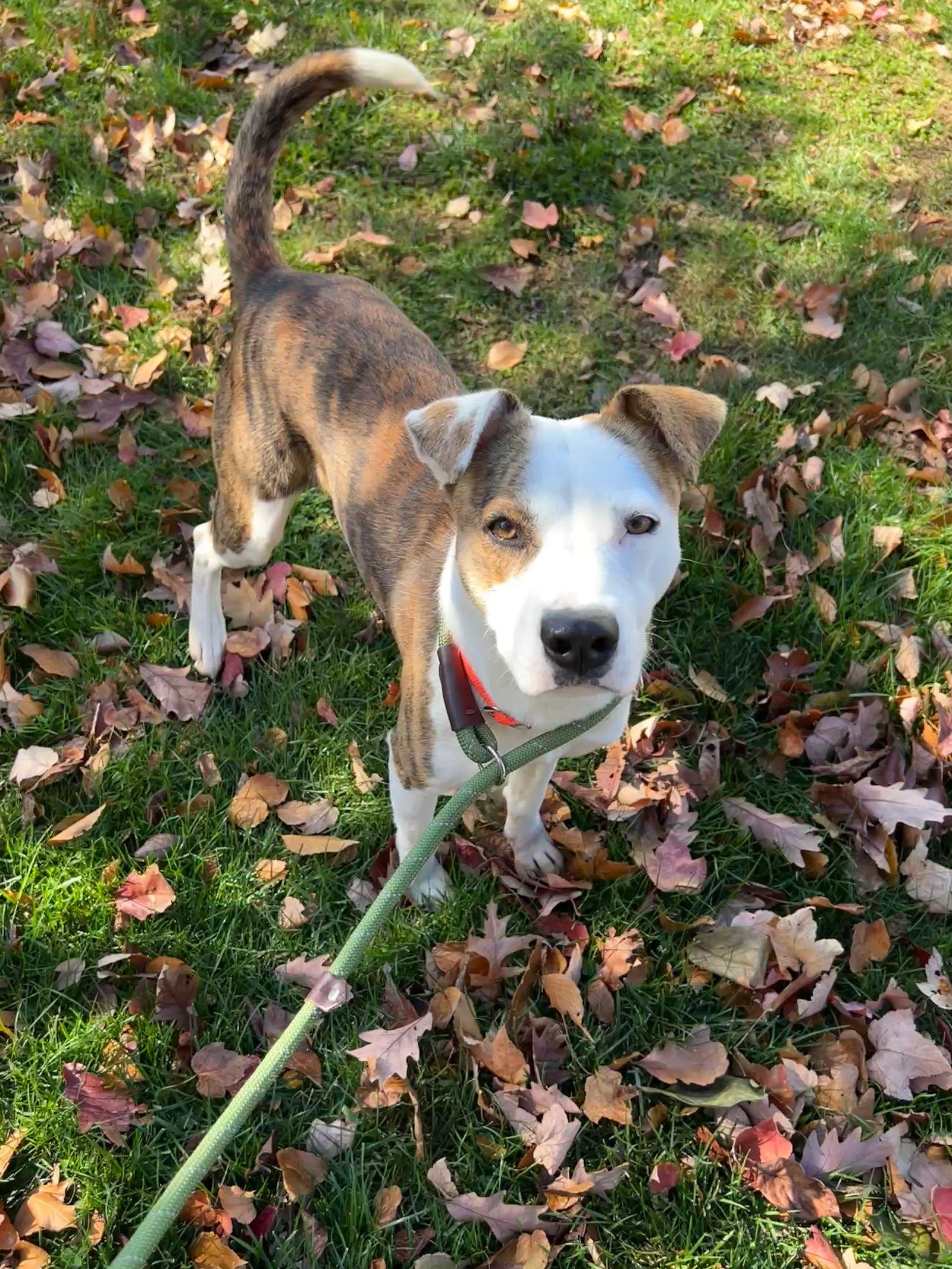 Enlarge Veronica, a Adopted mixed breed in Doylestown, PA image 1/3