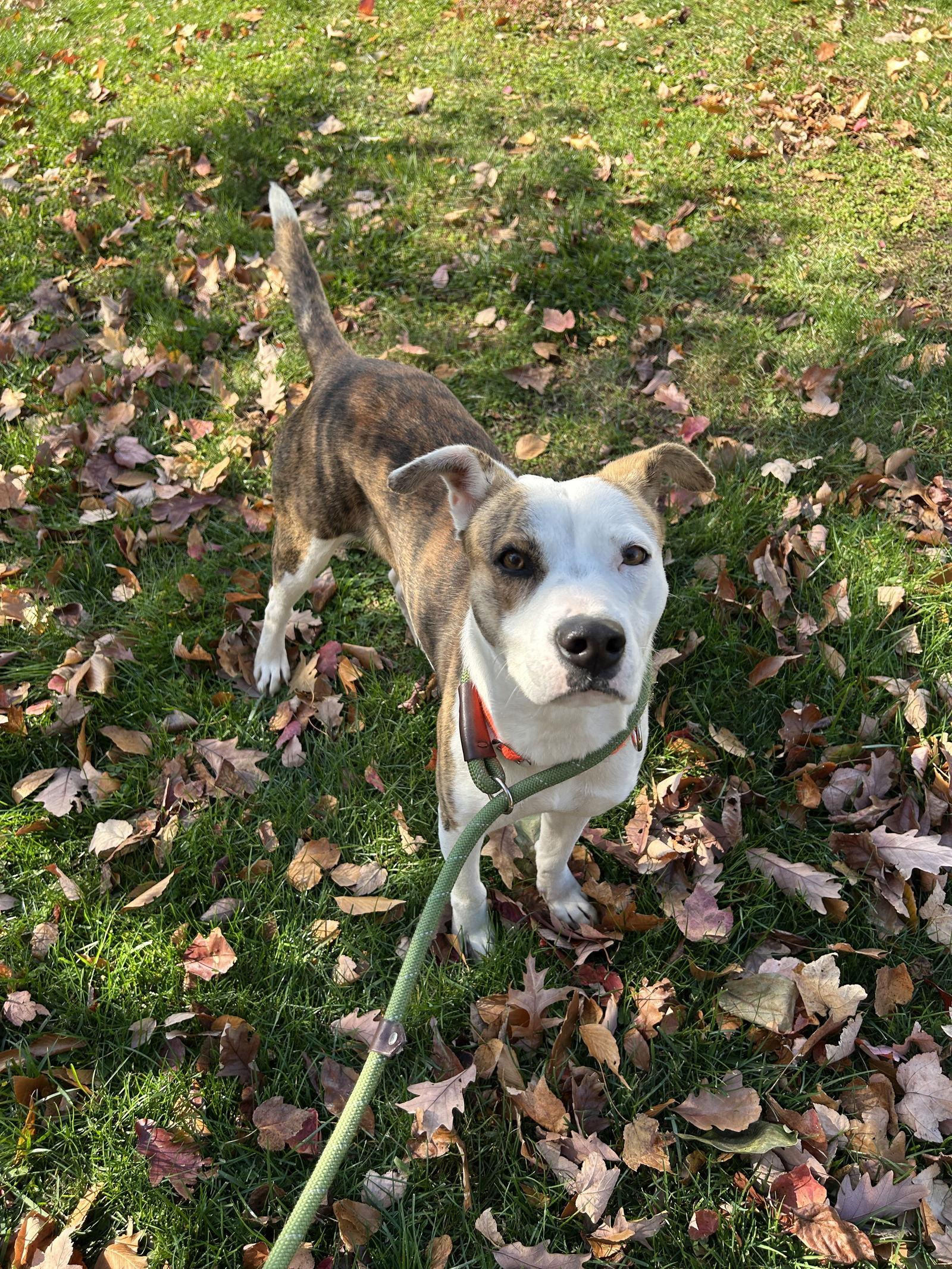 Enlarge Veronica, a Adopted mixed breed in Doylestown, PA image 2/3