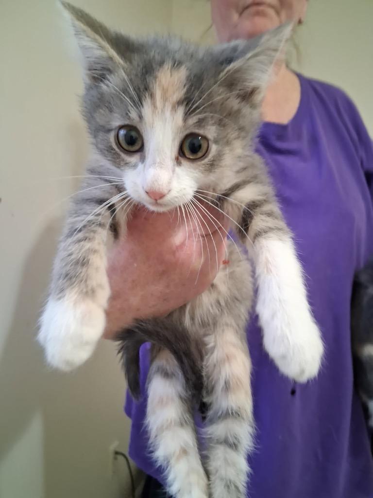 Cricket, a Adoptable mixed breed in Heber City, UT image 1/2