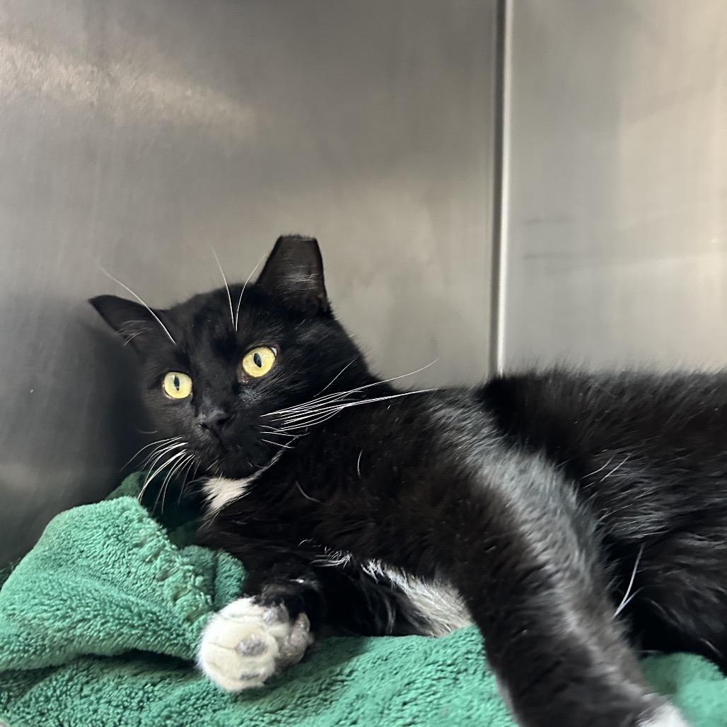 Enlarge Mickey, a Adoptable Domestic Short Hair in Newport, NC image 1/6