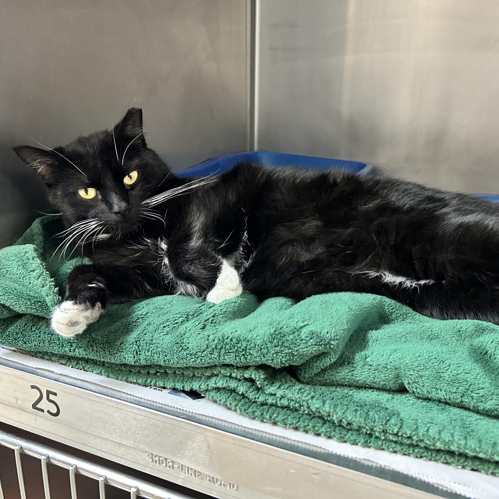 Enlarge Mickey, a Adoptable Domestic Short Hair in Newport, NC image 2/6