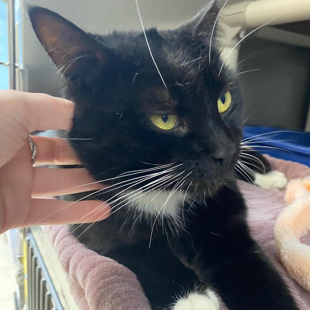 Enlarge Mickey, a Adoptable Domestic Short Hair in Newport, NC image 3/6