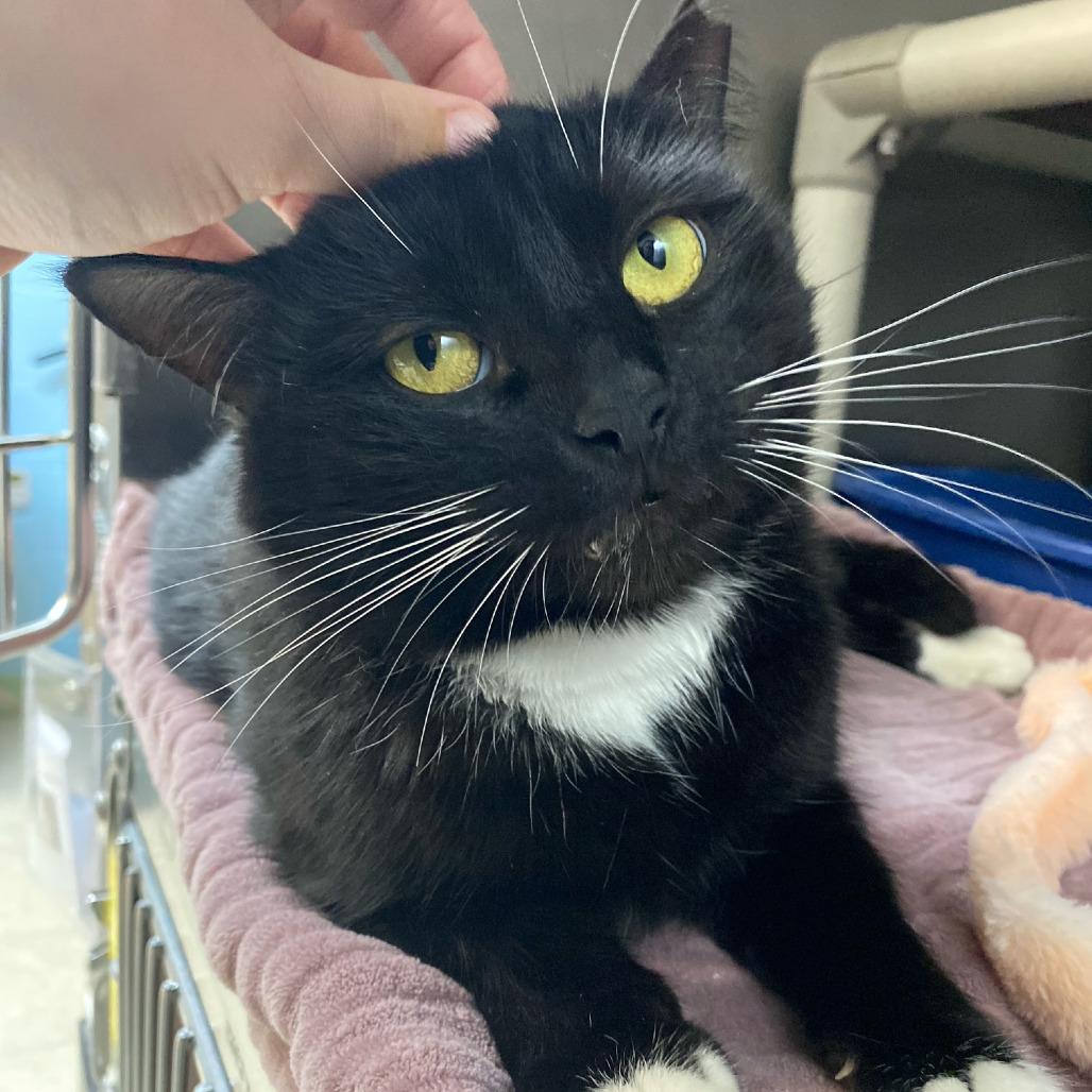 Enlarge Mickey, a Adoptable Domestic Short Hair in Newport, NC image 4/6