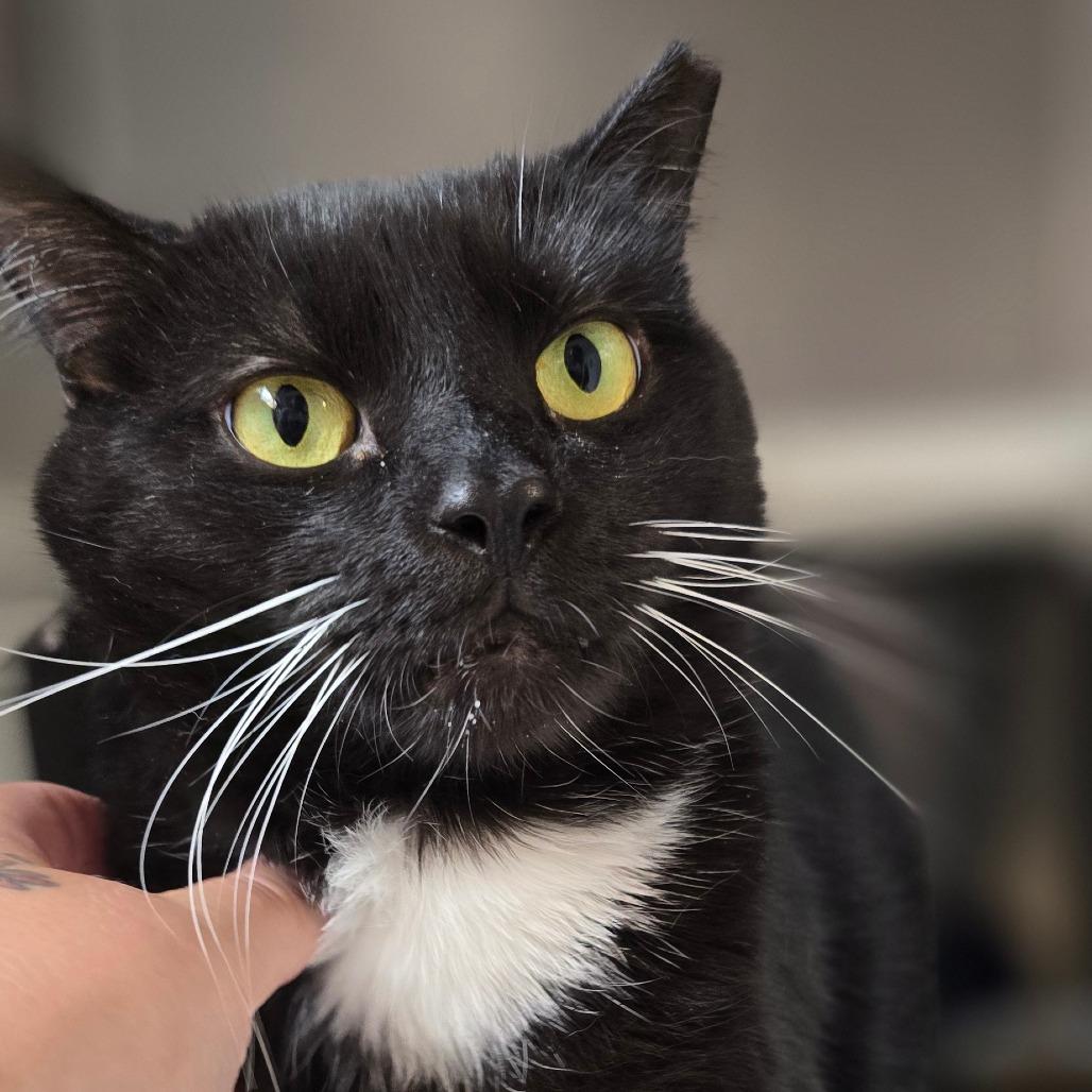 Enlarge Mickey, a Adoptable Domestic Short Hair in Newport, NC image 5/6