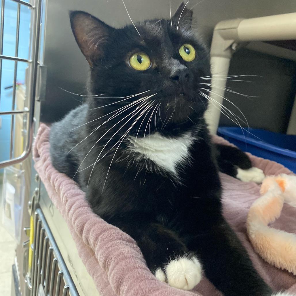 Enlarge Mickey, a Adoptable Domestic Short Hair in Newport, NC image 6/6