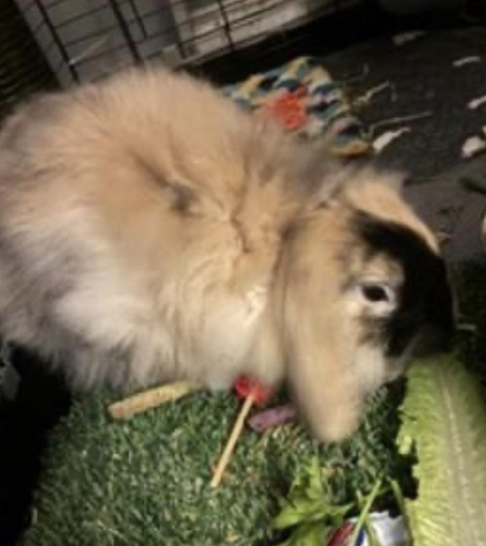 Daisy, Adoptable, Young Female American Fuzzy Lop.