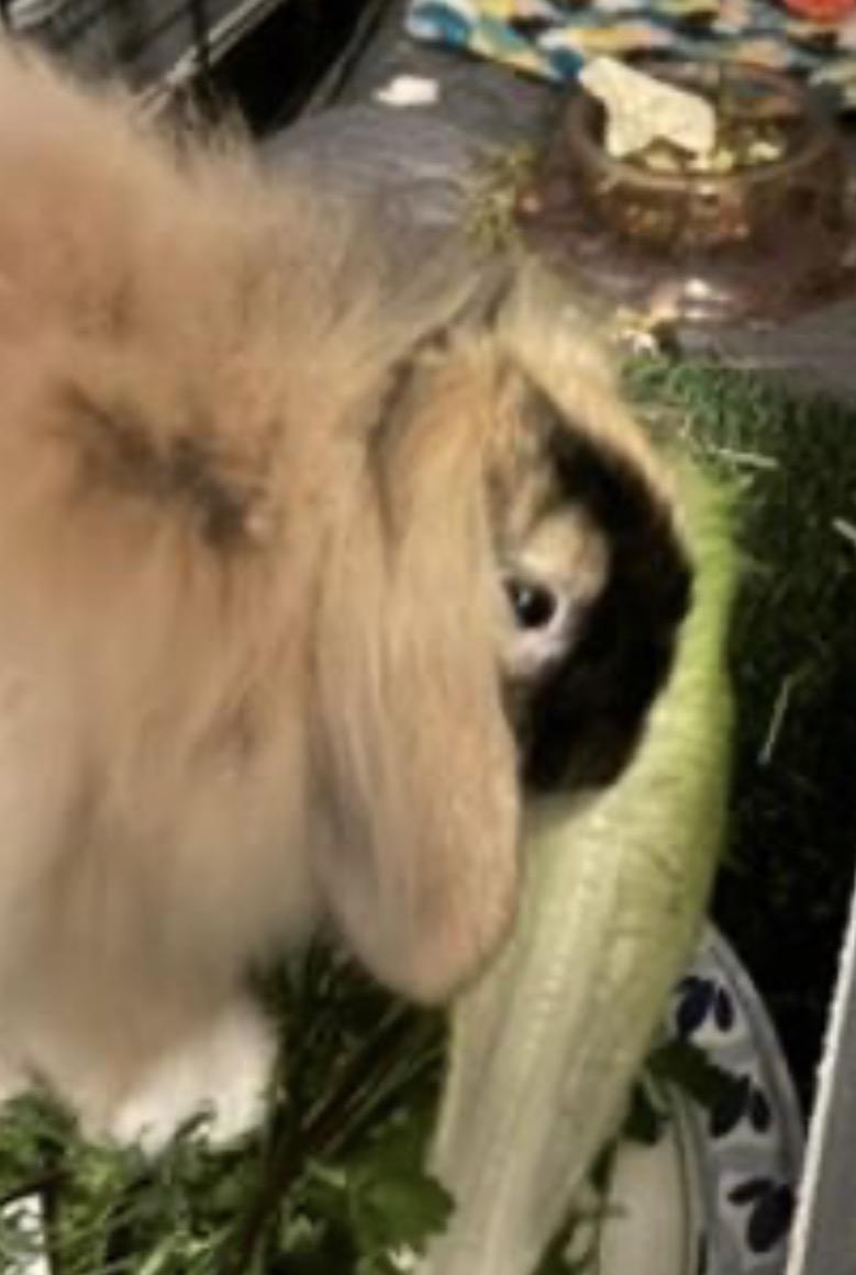 Enlarge Daisy, a Adoptable American Fuzzy Lop in Atlantic Highlands, NJ image 3/3