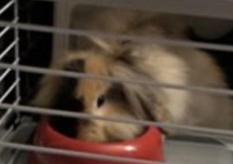 Enlarge Daisy, a Adoptable American Fuzzy Lop in Atlantic Highlands, NJ image 2/3