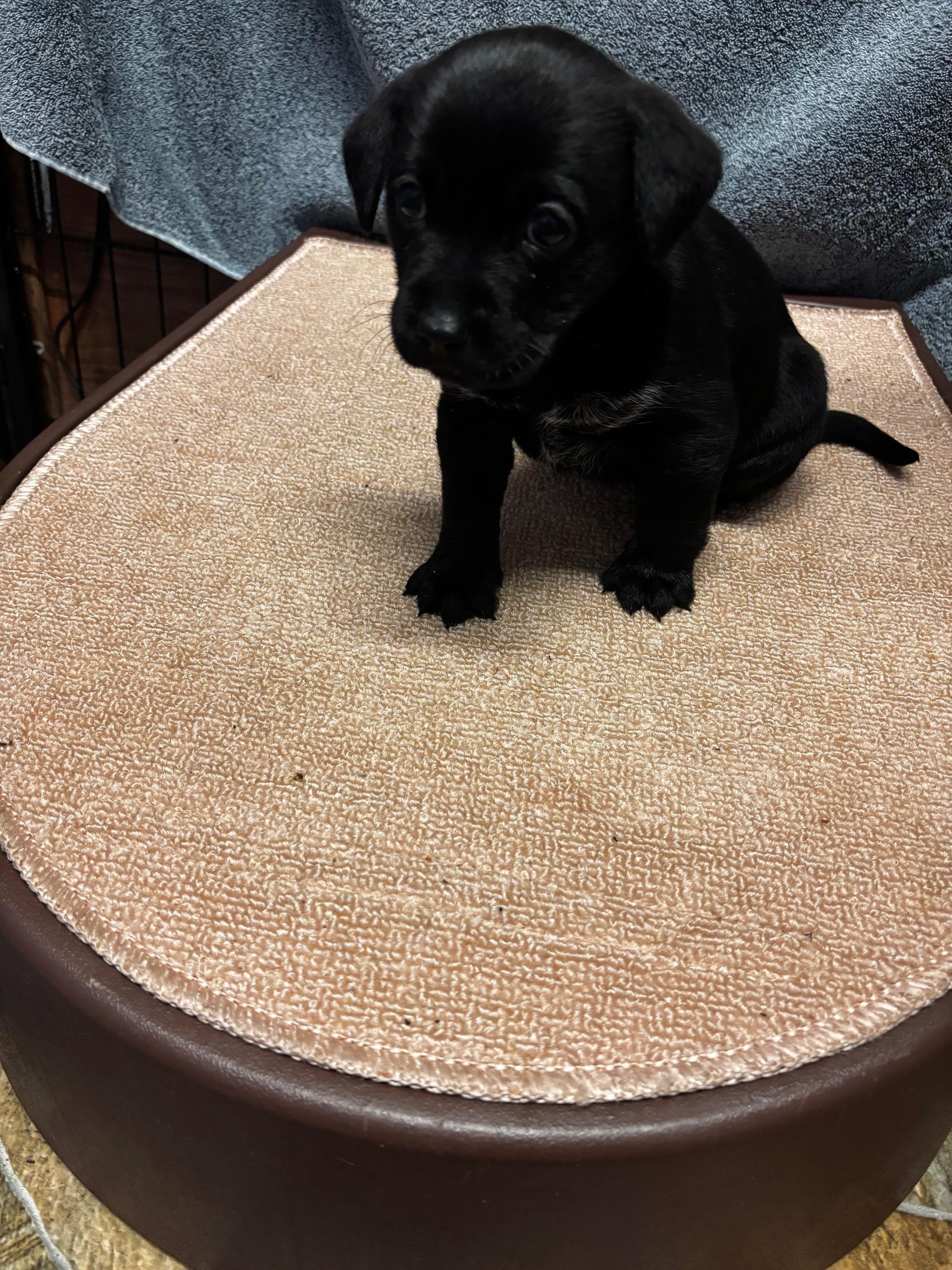 Enlarge Ziti, a Adopted mixed breed in Petaluma, CA image 3/6