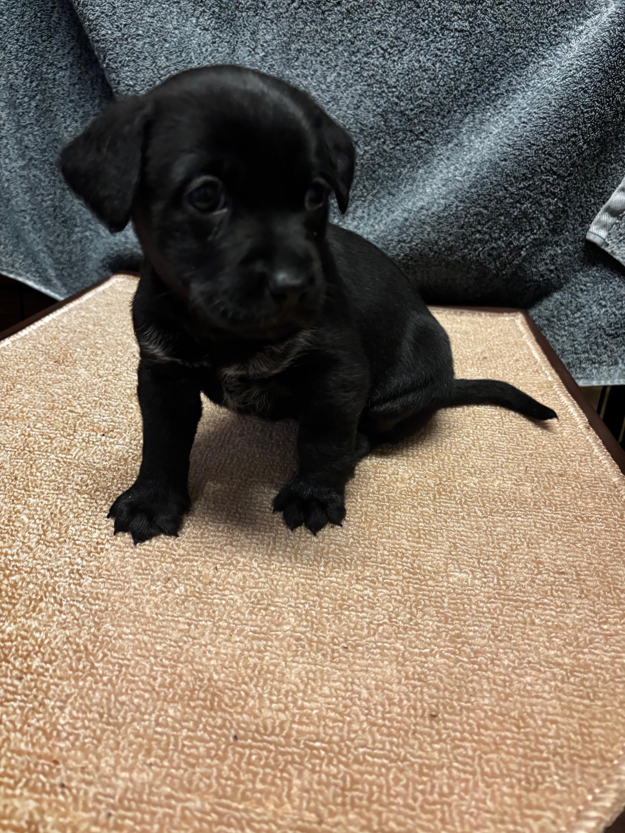 Enlarge Ziti, a Adopted mixed breed in Petaluma, CA image 4/6