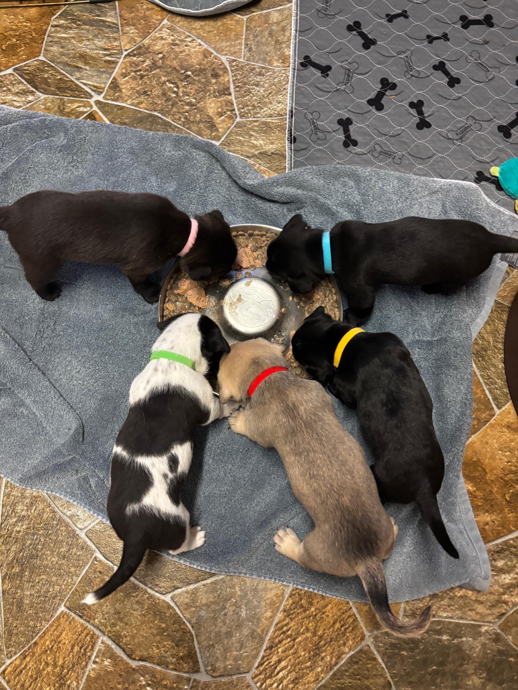 Enlarge Ziti, a Adopted mixed breed in Petaluma, CA image 6/6