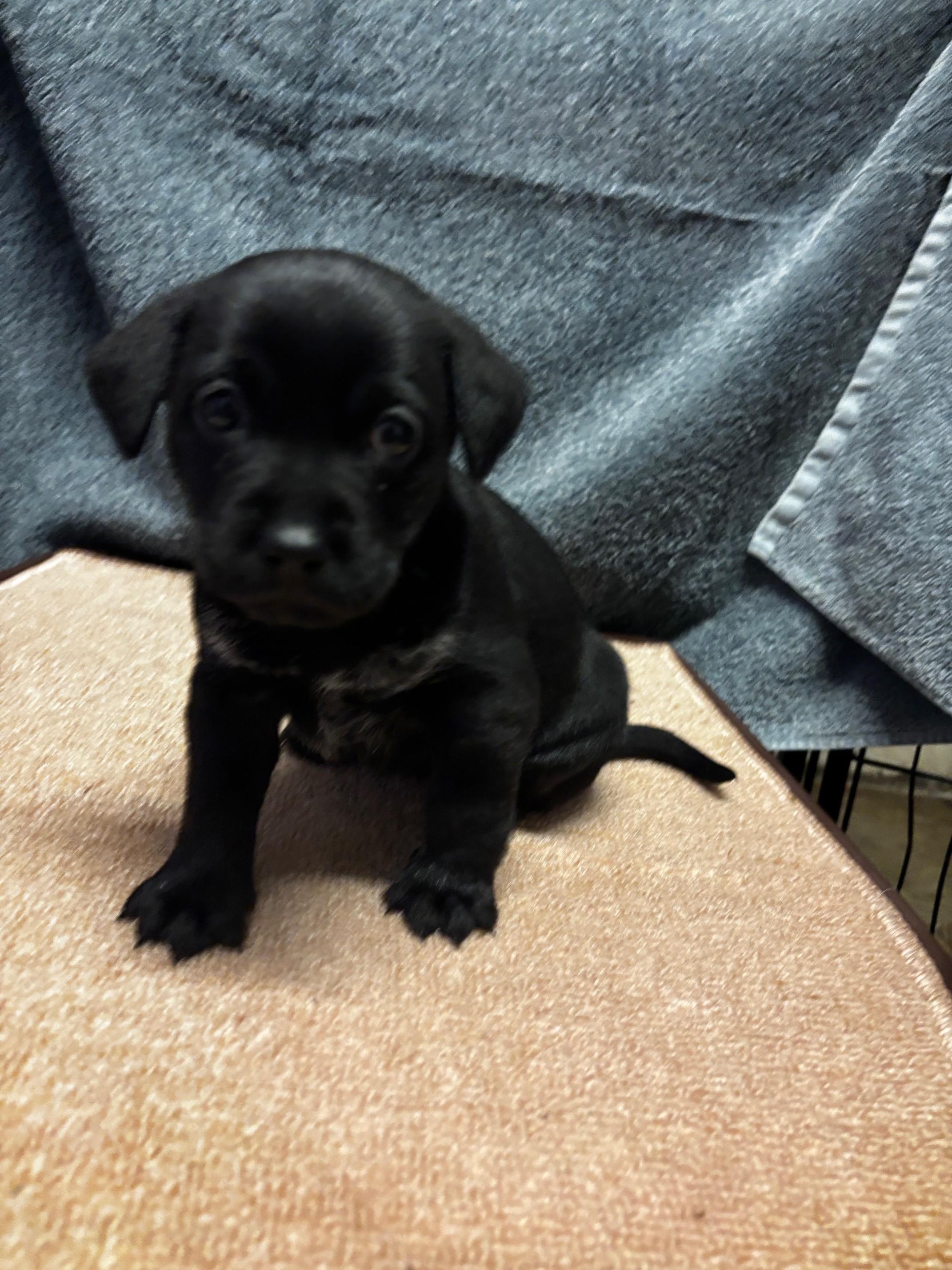 Enlarge Ziti, a Adopted mixed breed in Petaluma, CA image 5/6