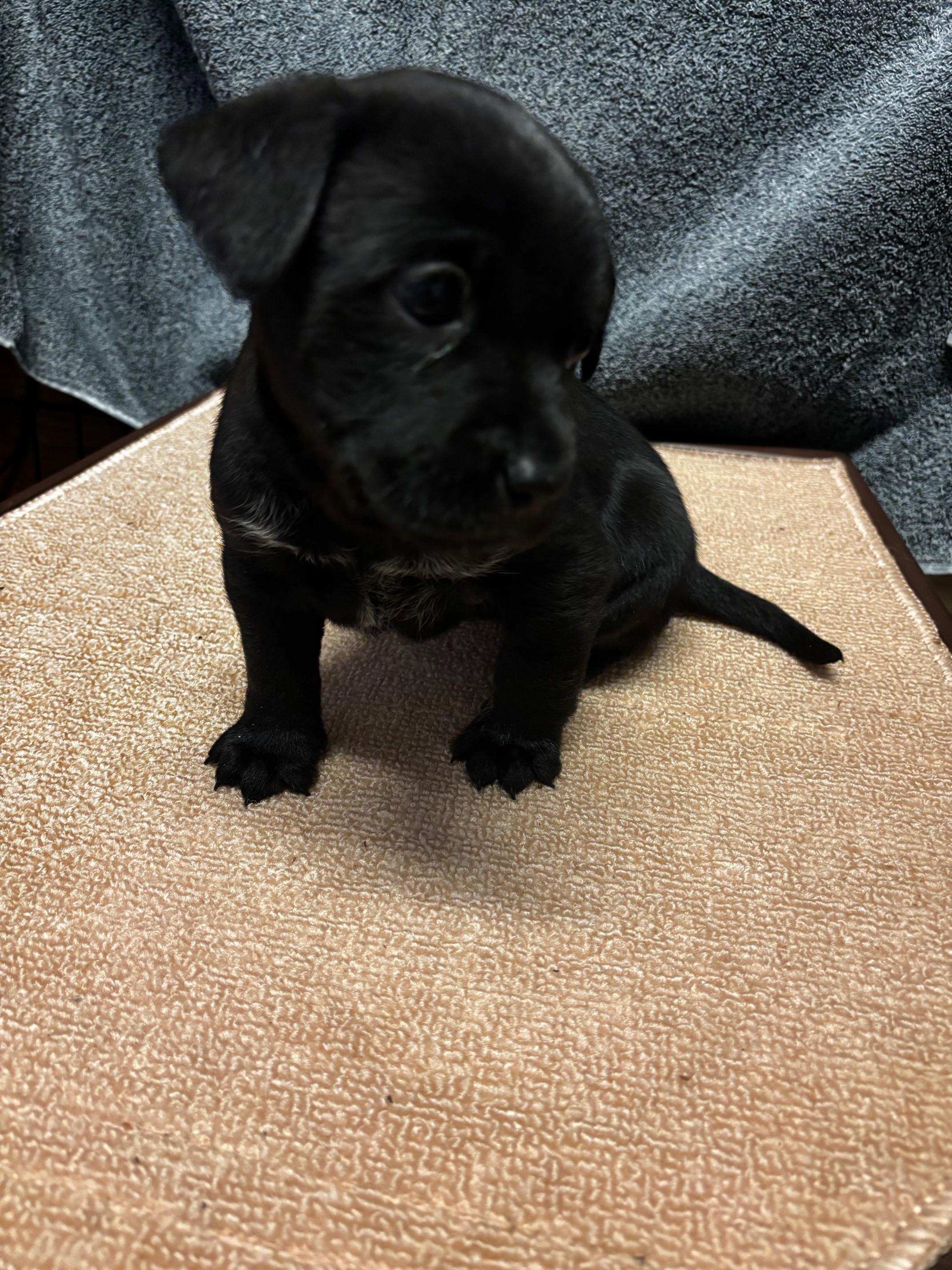 Enlarge Ziti, a Adopted mixed breed in Petaluma, CA image 1/6