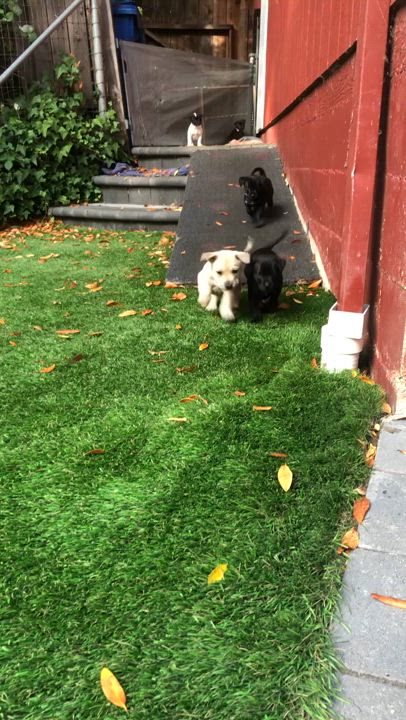 Enlarge Ziti, a Adopted mixed breed in Petaluma, CA video 2/6