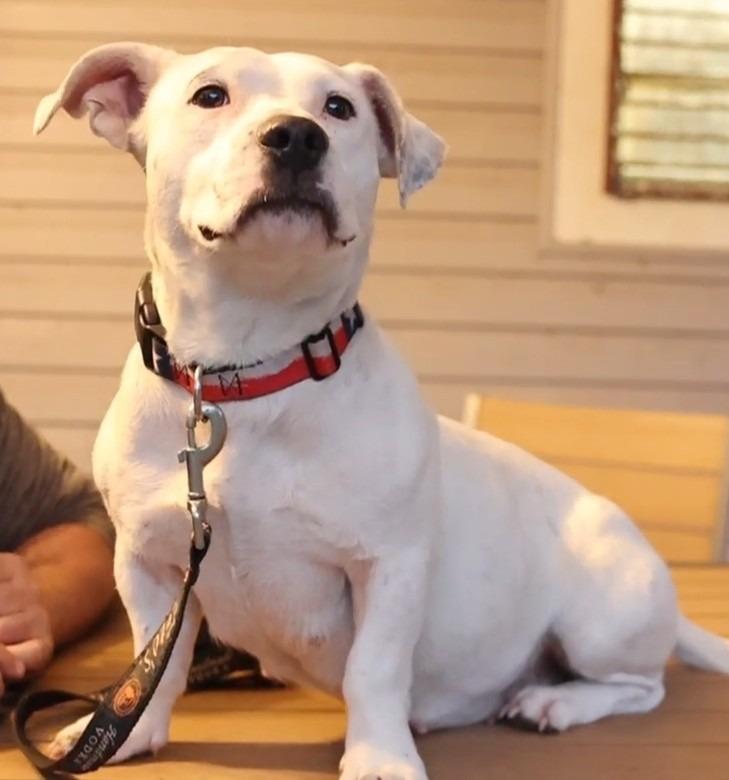 Bonita, Adoptable, Adult Female American Staffordshire Terrier.