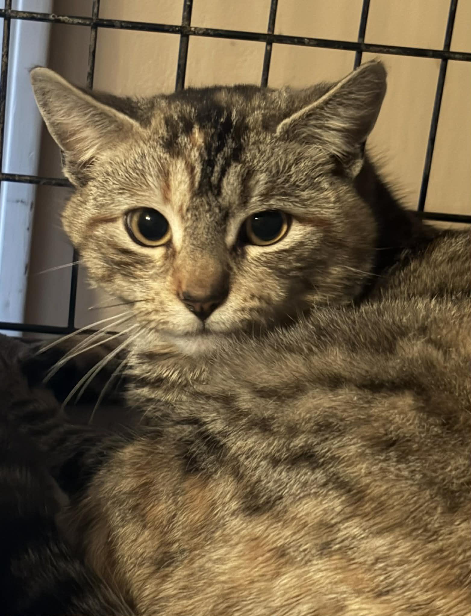 Sprite, ADOPTABLE, Adult Female Domestic Short Hair.