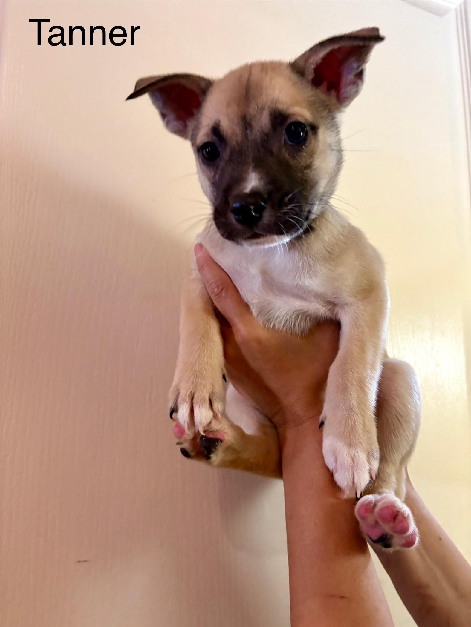 Enlarge Tanner, a Adoptable mixed breed in Atascadero , CA image 2/3