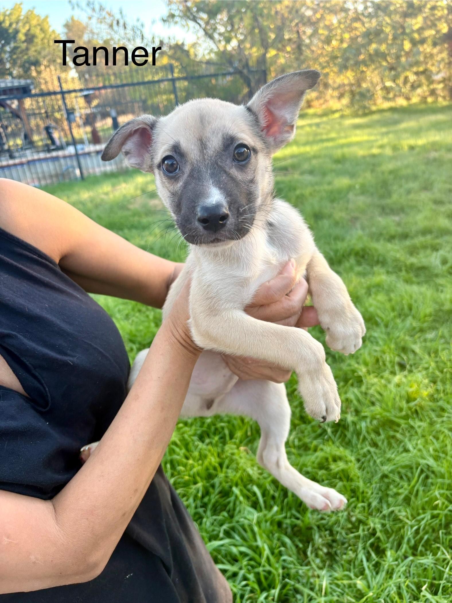 Tanner, Adoptable, Puppy Male Shepherd.