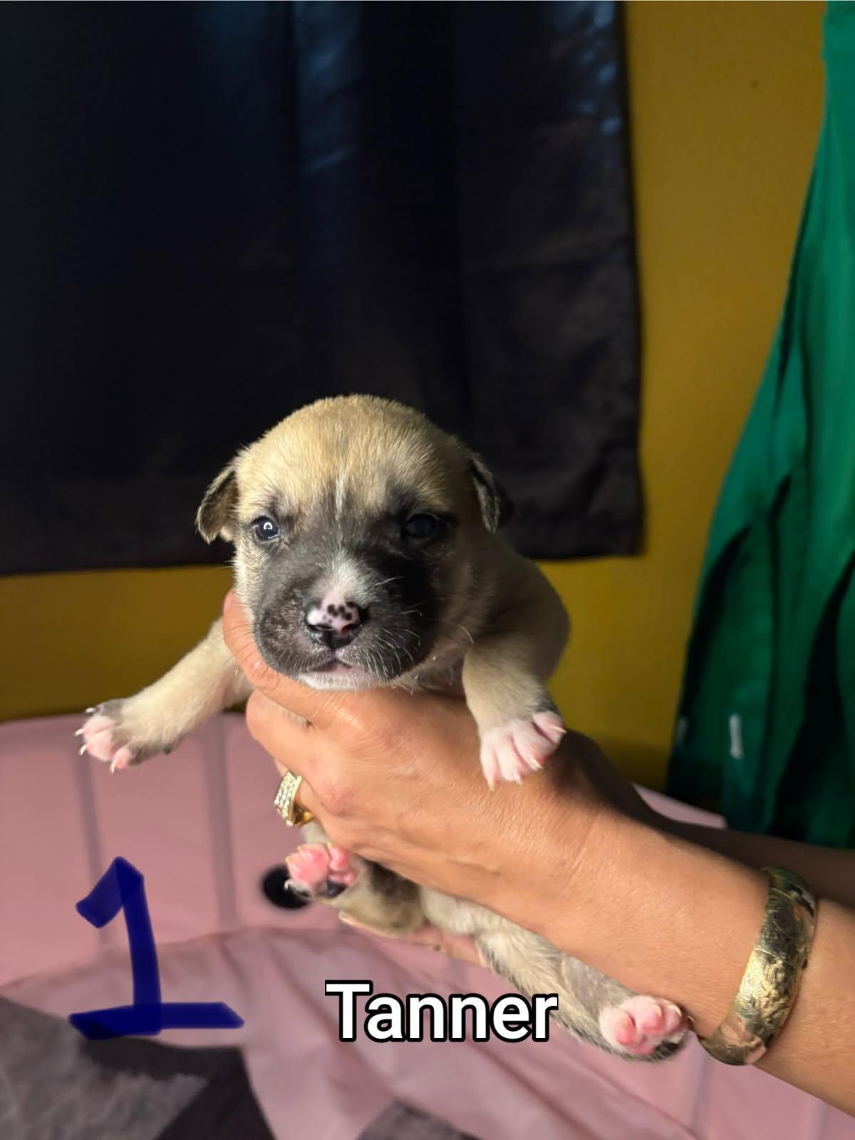 Enlarge Tanner, a Adoptable mixed breed in Atascadero , CA image 3/3
