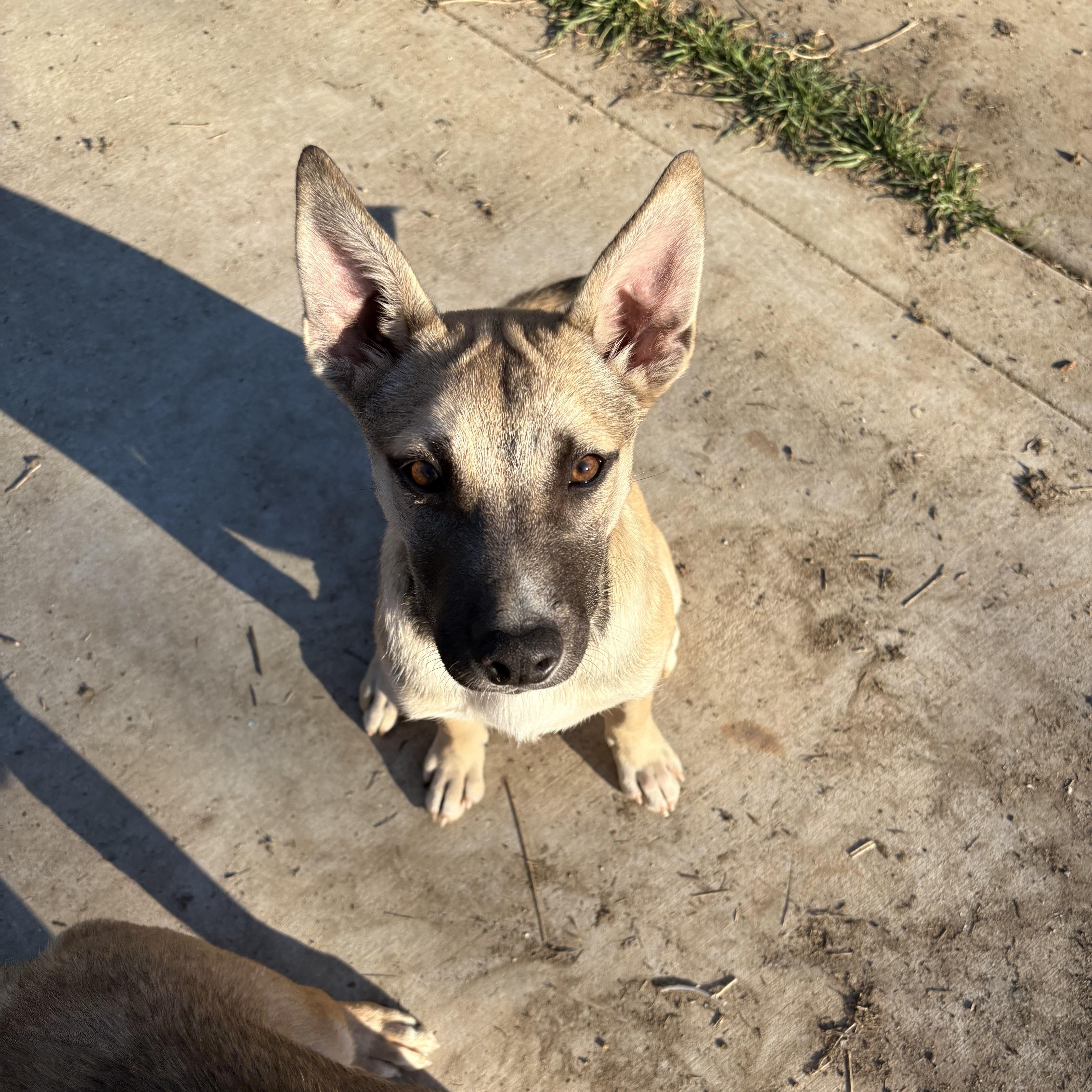 Tanner, Adoptable, Puppy Male Shepherd.
