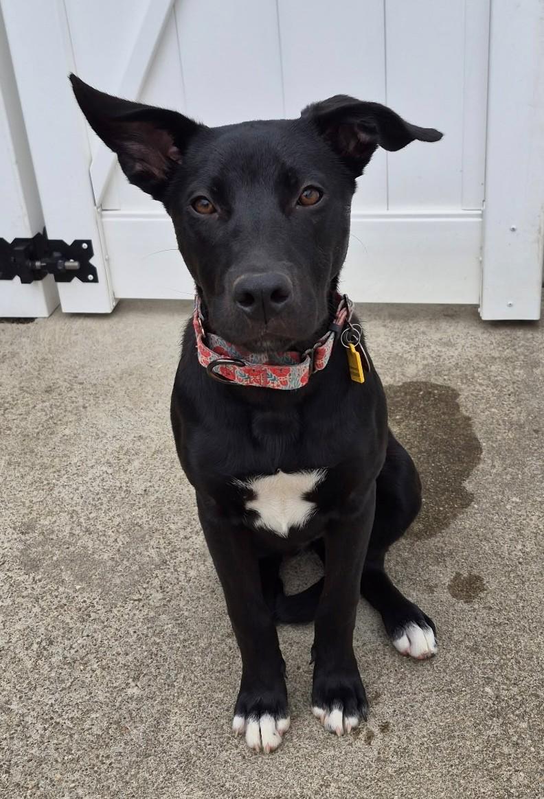 Prancer, ADOPTABLE, Puppy Female Labrador Retriever.