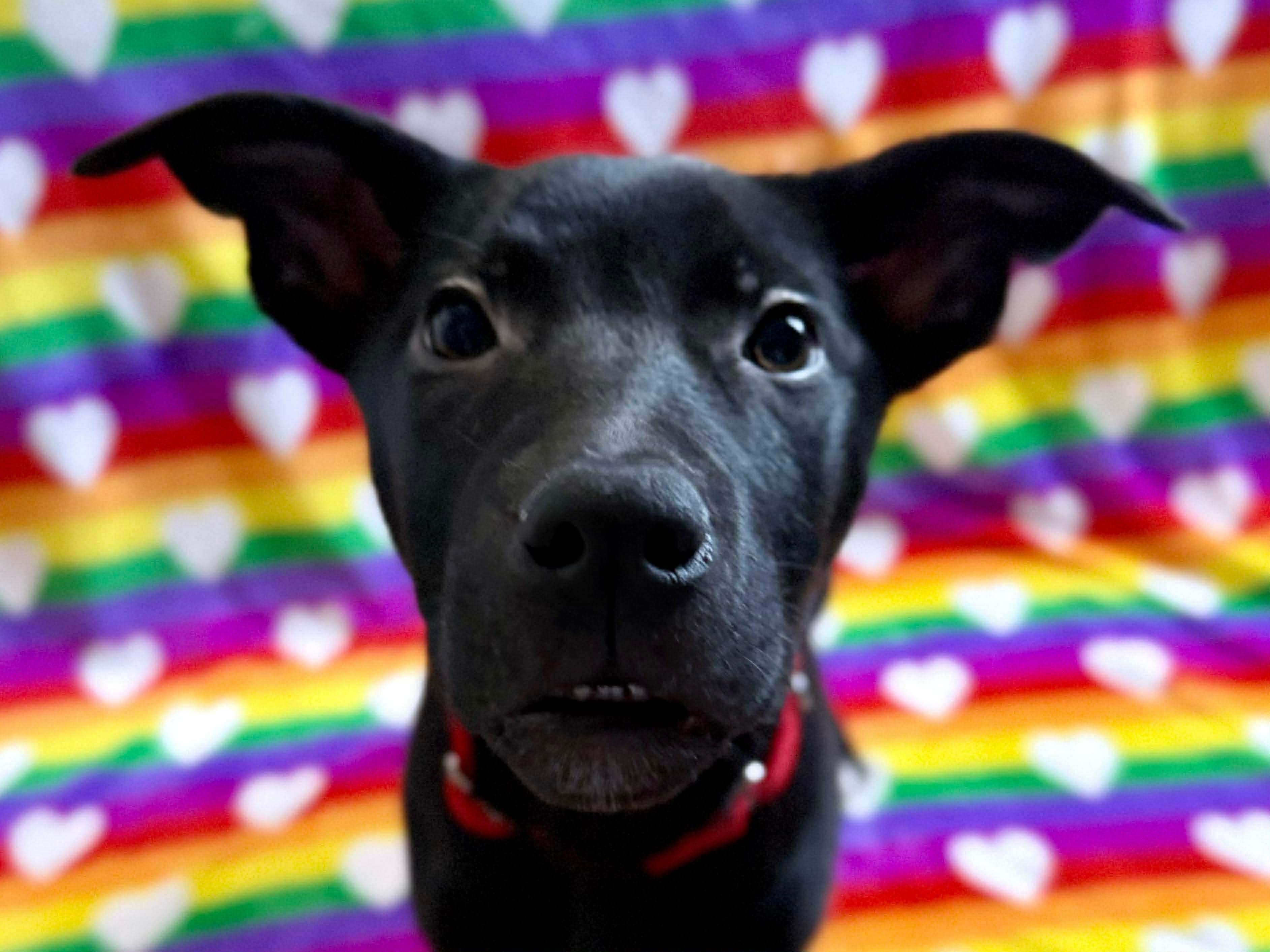 Enlarge Prancer, a ADOPTABLE mixed breed in Parma Heights, OH image 4/4