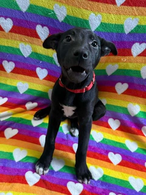 Enlarge Prancer, a ADOPTABLE mixed breed in Parma Heights, OH image 2/4