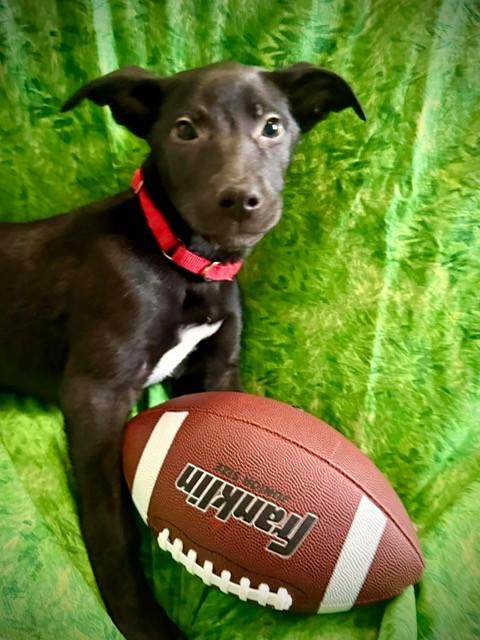 Enlarge Prancer, a ADOPTABLE mixed breed in Parma Heights, OH image 3/4