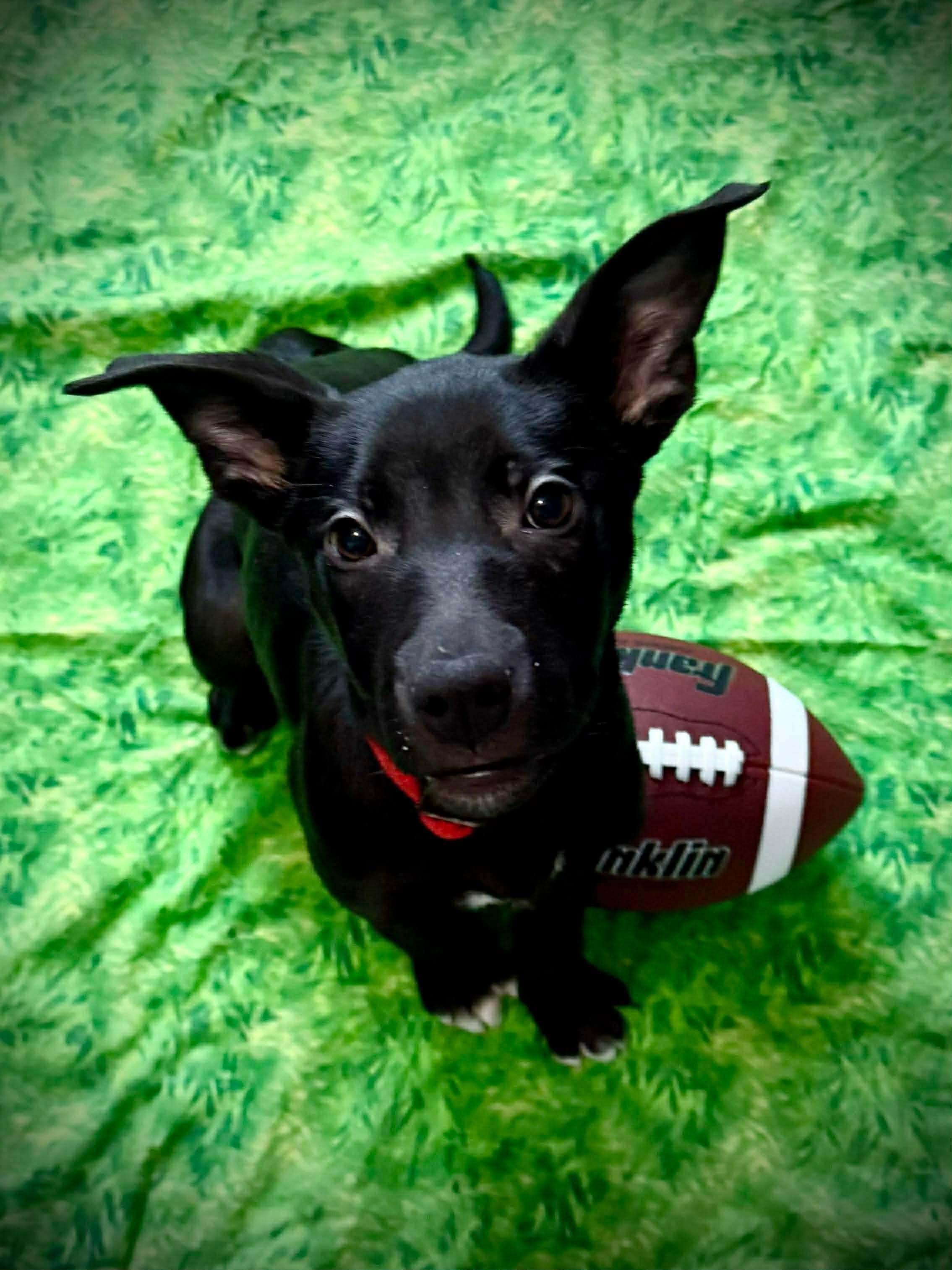 Enlarge Prancer, a ADOPTABLE mixed breed in Parma Heights, OH image 1/4