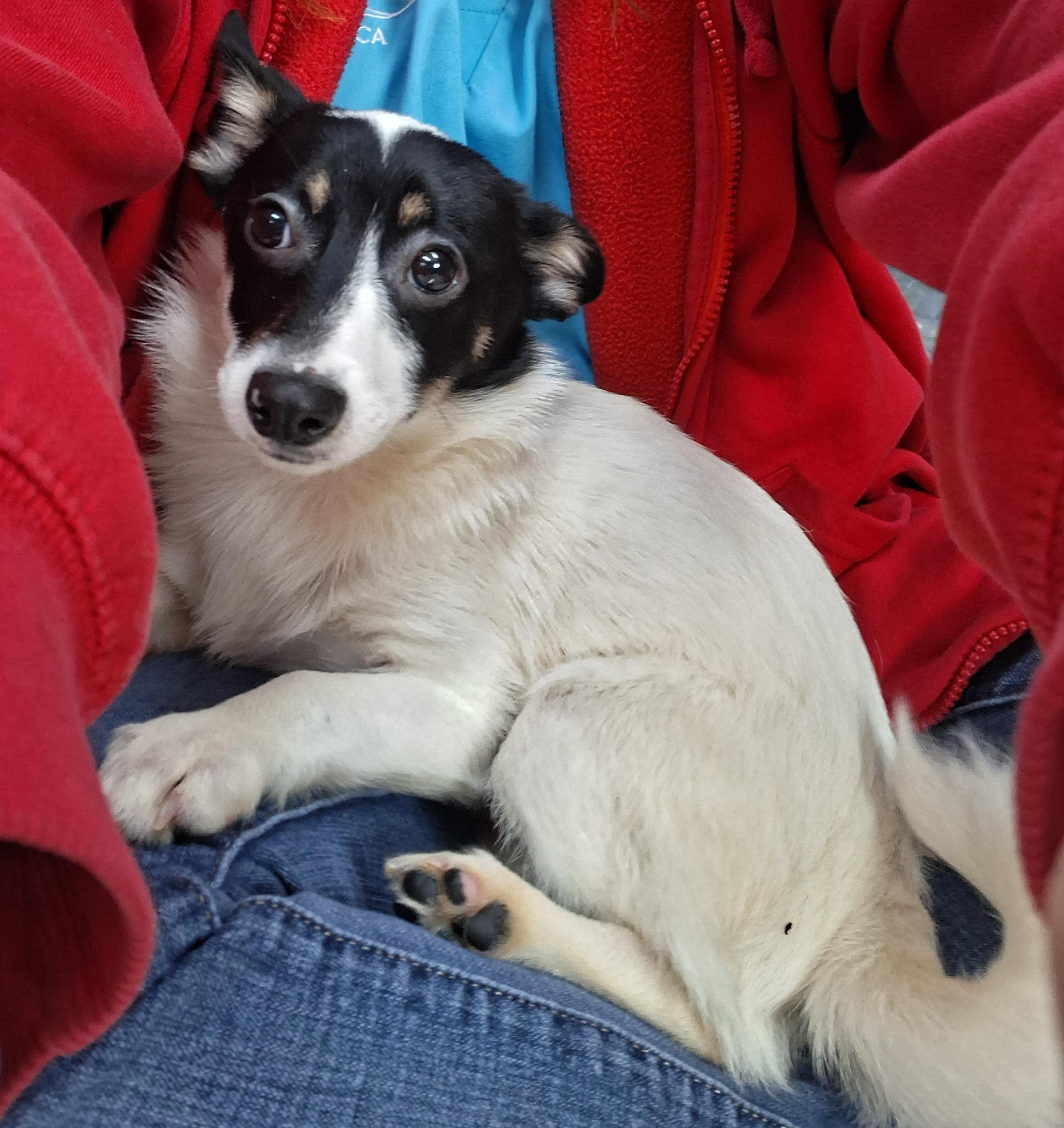 Enlarge Espresso, a Adoptable mixed breed in Onley, VA image 1/4