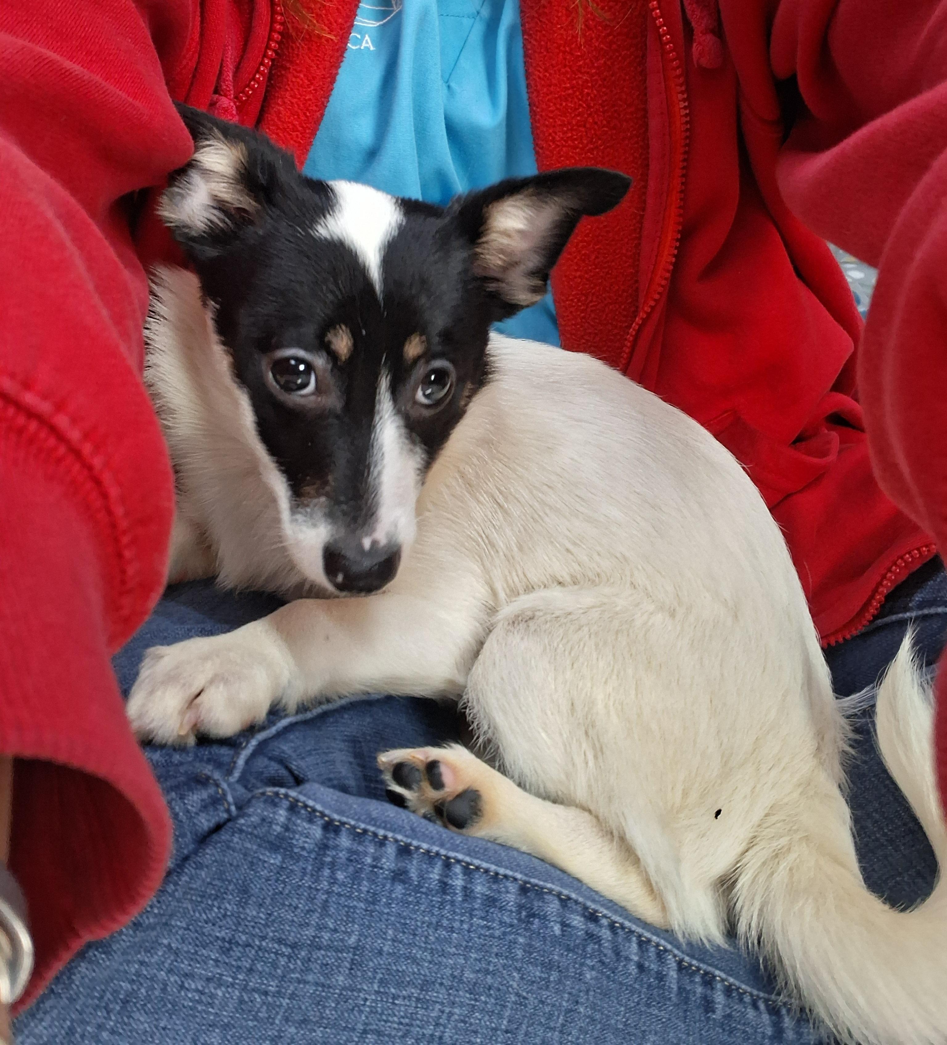 Enlarge Espresso, a Adoptable mixed breed in Onley, VA image 2/4