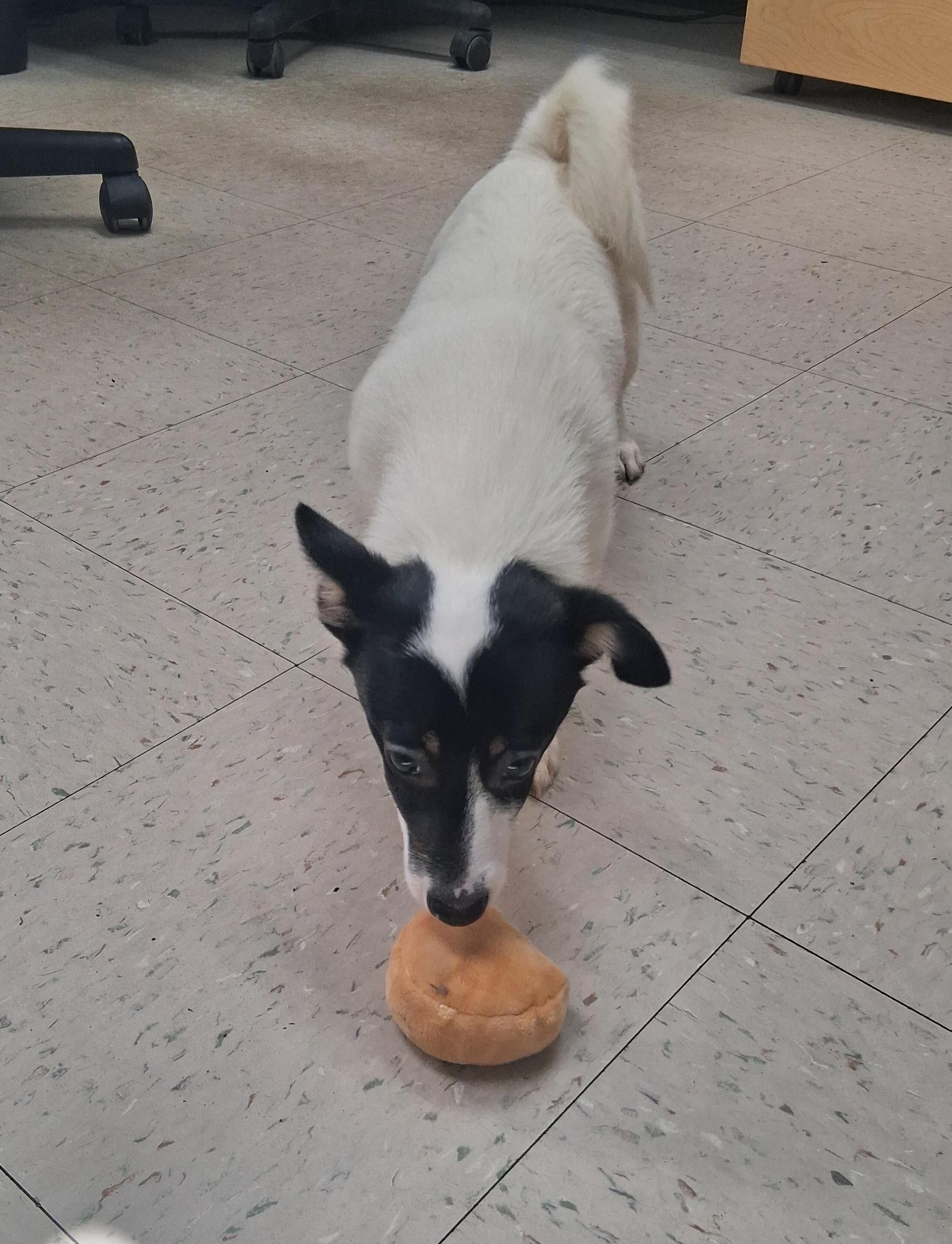 Enlarge Espresso, a Adoptable mixed breed in Onley, VA image 4/4