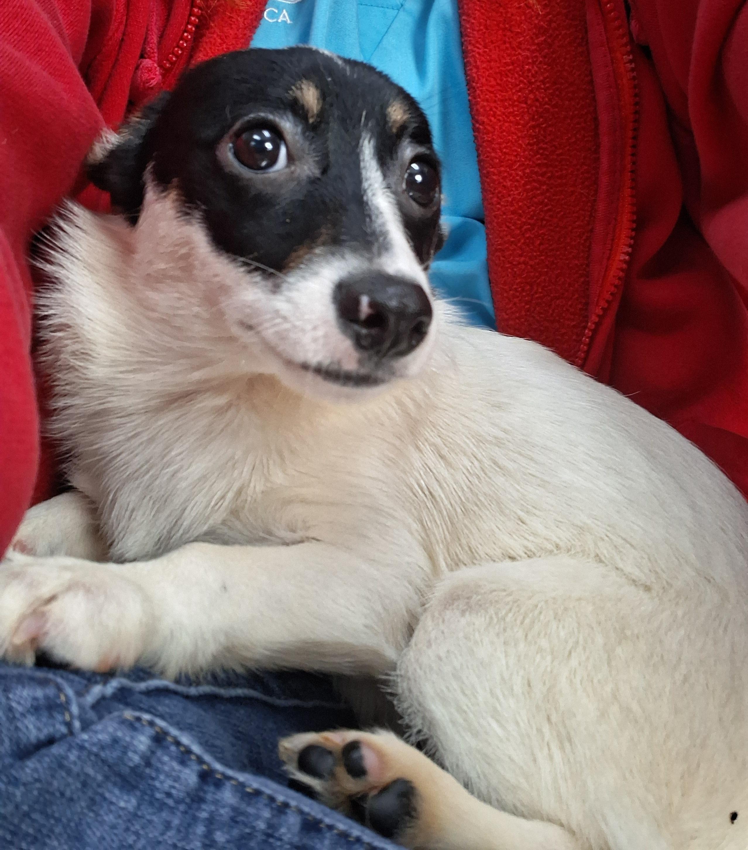 Enlarge Espresso, a Adoptable mixed breed in Onley, VA image 3/4