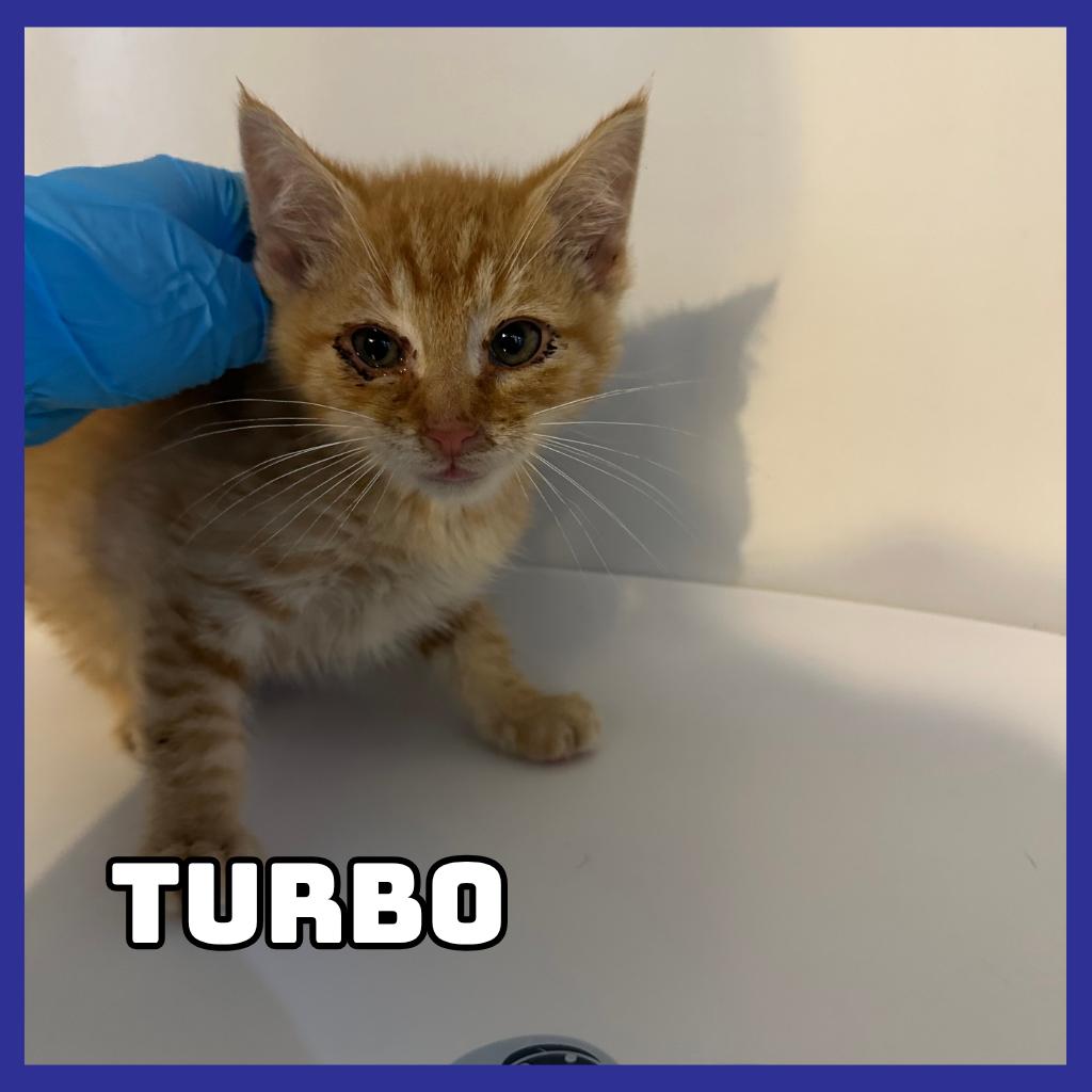 Enlarge Turbo, a Adoptable Domestic Short Hair in Glenwood, MN image 1/1