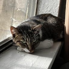 Susie — thumbnail 2