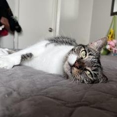 Susie — thumbnail 6