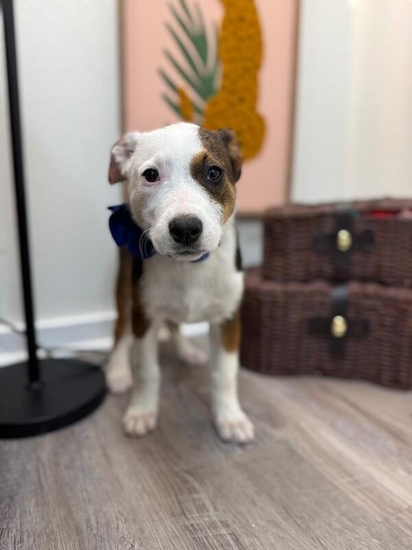 Poppy Lou Zoomieboo — thumbnail 4