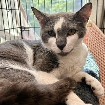 Ollie, ADOPTABLE, Young Male Domestic Short Hair.