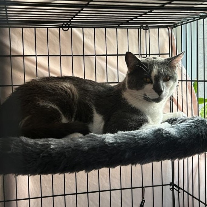 Ollie, a ADOPTABLE Domestic Short Hair in Flushing, NY image 3/3