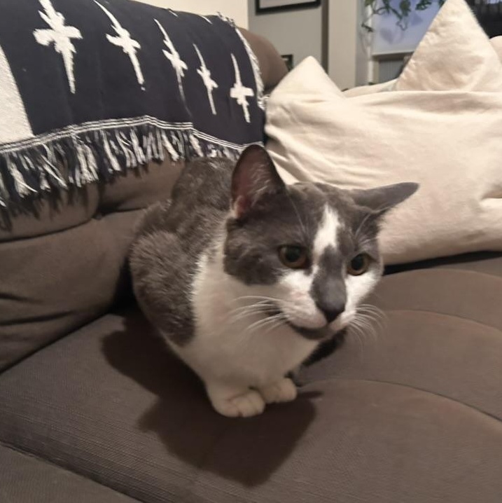 Ollie, a ADOPTABLE Domestic Short Hair in Flushing, NY image 2/3