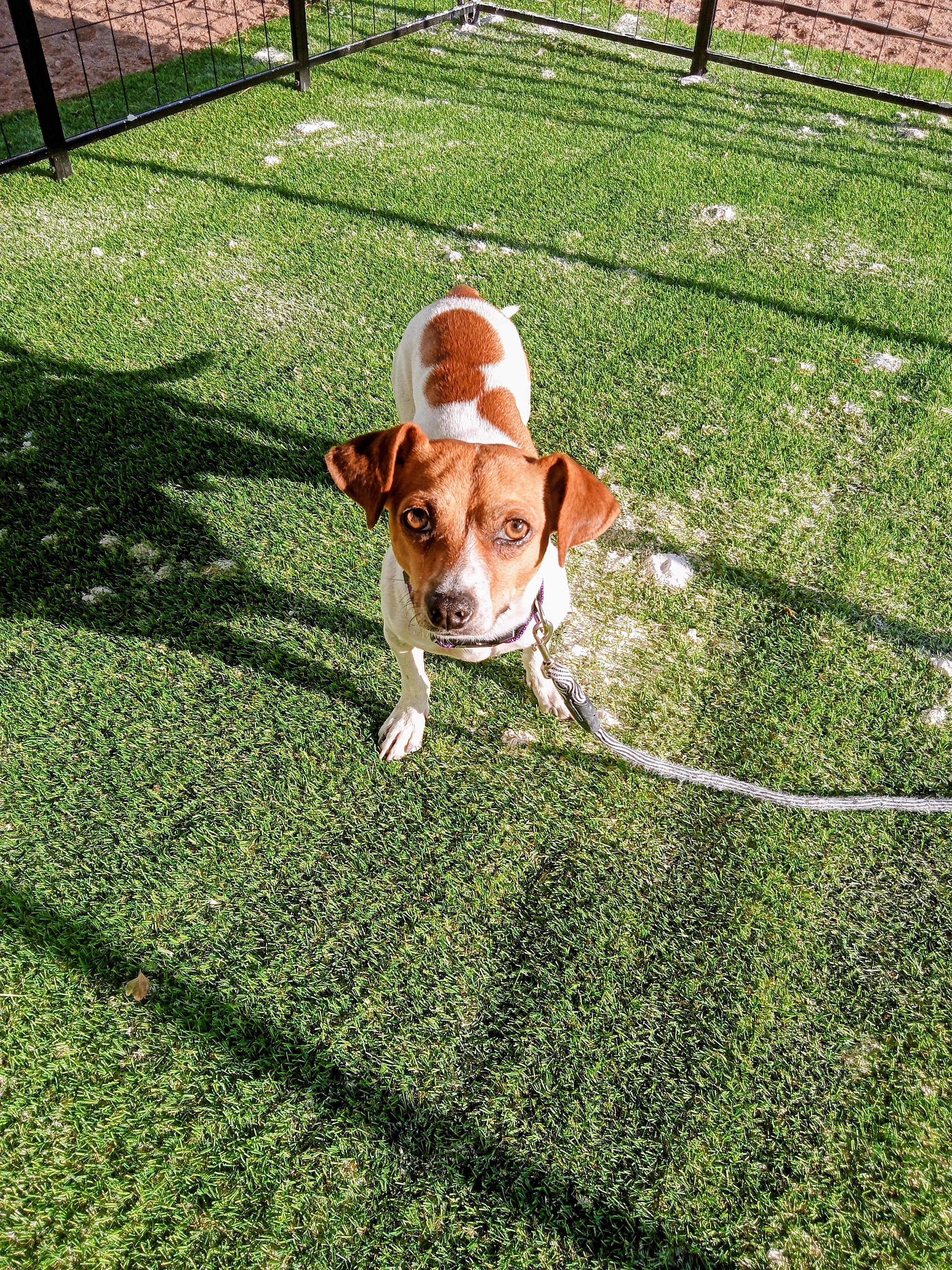 Enlarge Samson, a Adopted mixed breed in Albuquerque, NM image 3/3