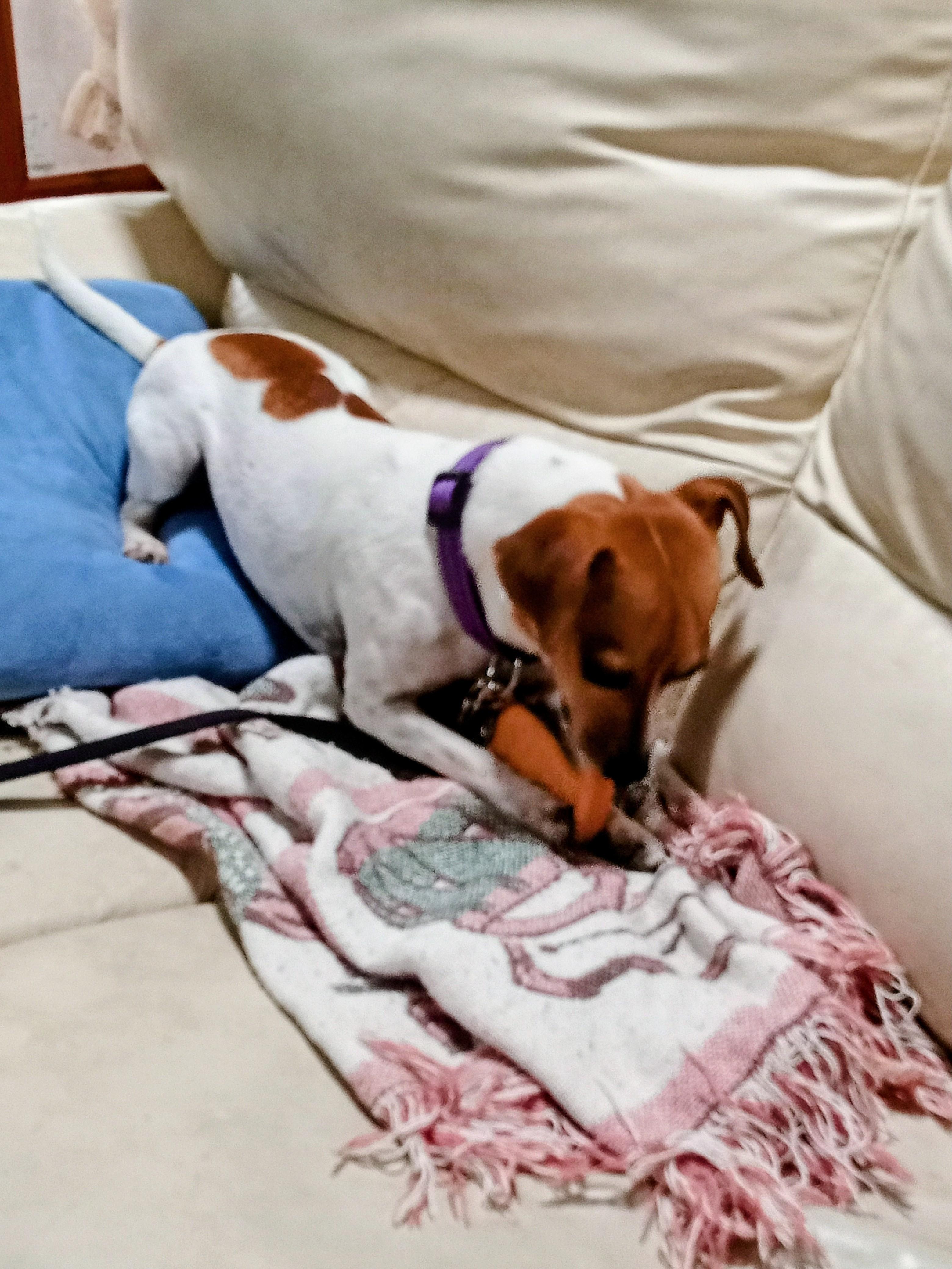 Enlarge Samson, a Adopted mixed breed in Albuquerque, NM image 2/3