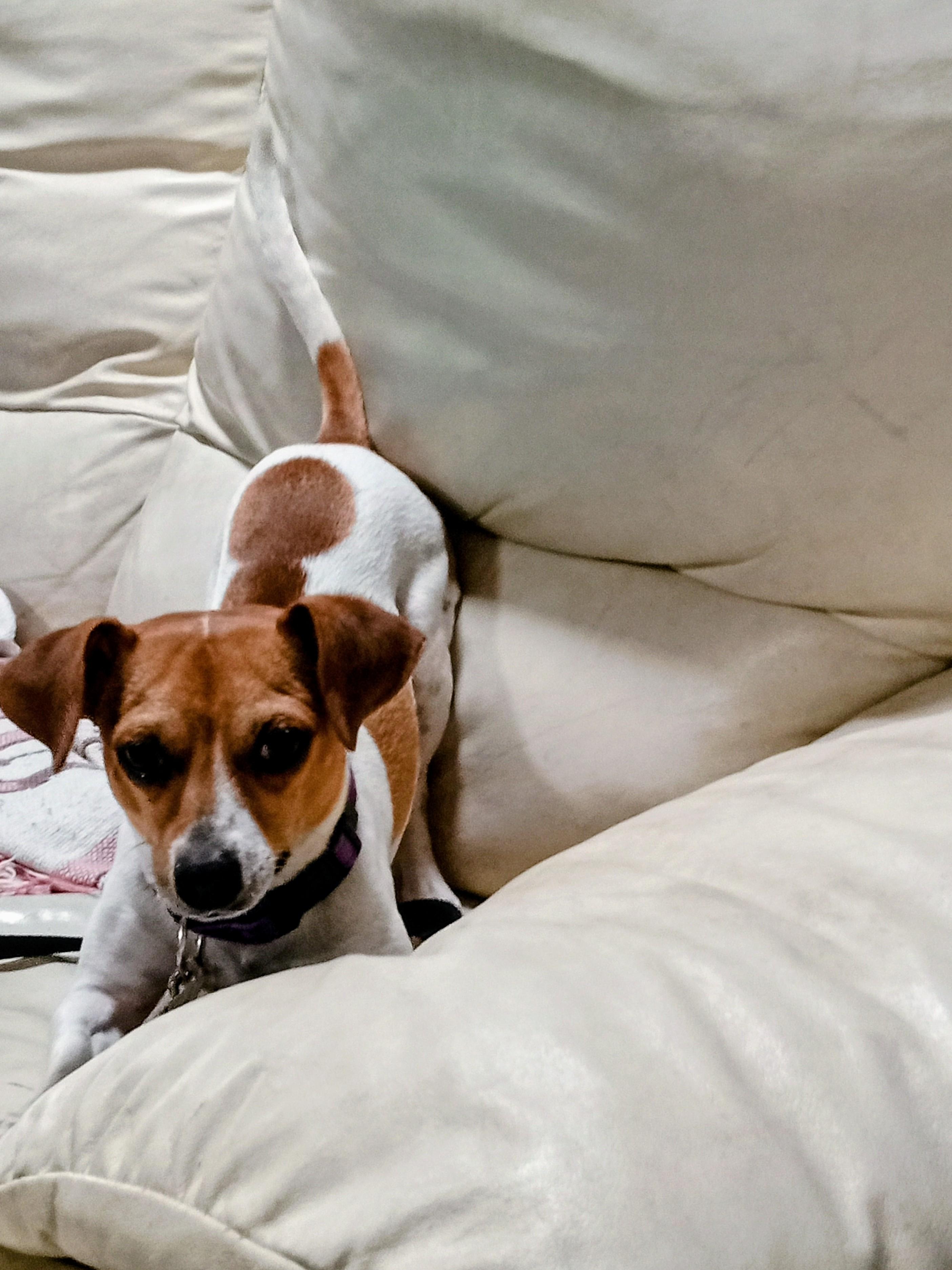 Enlarge Samson, a Adopted mixed breed in Albuquerque, NM image 1/3